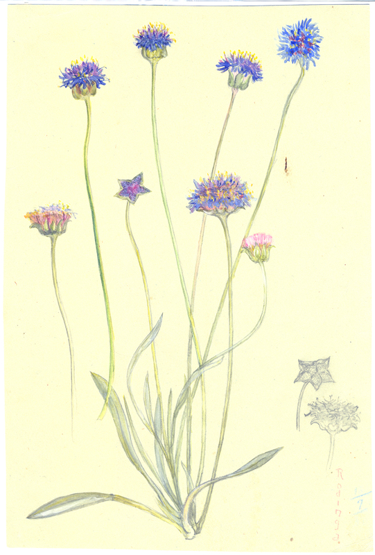Botanical sketches - Olive Pink Collection · Exhibit